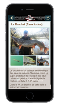 brochet