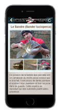 sandre