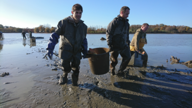 sauvetage-carpes-plan-d'eau