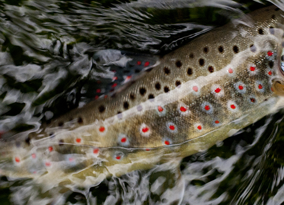peche truite leurre ouverture