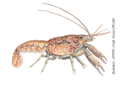 Procambarus virginalis , Procambarus fallax f.virginalis